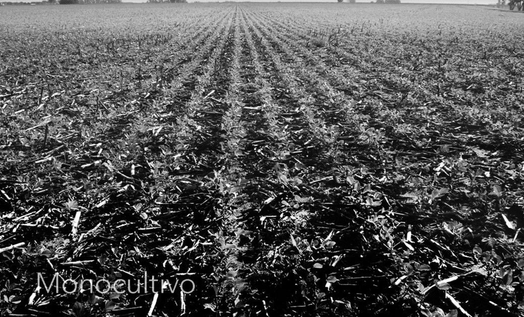 2Monocultivo.jpg